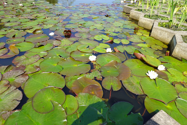 鳥取県東伯郡湯梨浜町藤津　東郷湖羽合臨海公園あやめ池公園