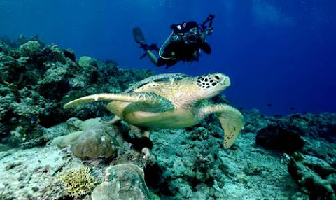 Penyu Pulau Derawan