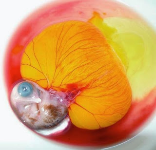 embrio burung lovebird