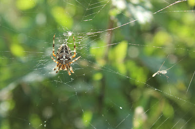 Kruisspin - Krússpin - Araneus diadematus