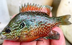 Dollar Sunfish, Dollar Sunfish Identification, Sunfish Identification, Dollar Sunfish in Texas, Texas Dollar Sunfish, Texas Sunfish, Fly Fishing for Dollar Sunfish, Dollar Sunfish on the Fly, Fly Fishing Texas, Texas Fly Fishing, Texas Freshwater Fly Fishing, Dollar Sunfish ID, Sunfish ID