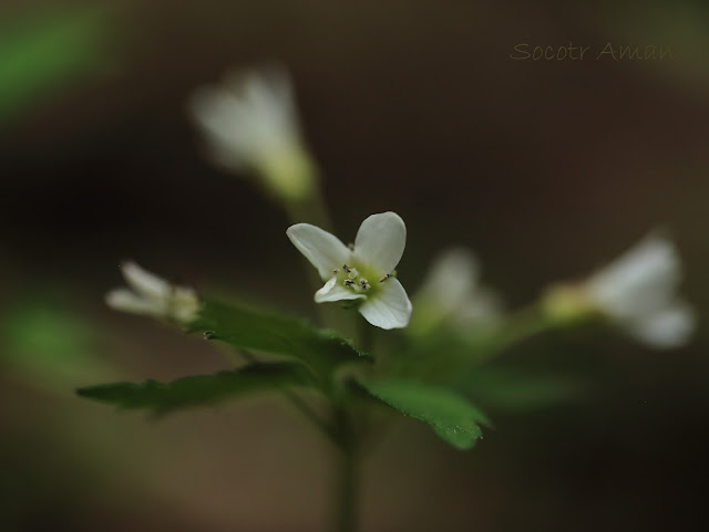 Cardamine anemonoides