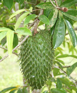 Lawan Kanker dengan Teh Daun Sirsak