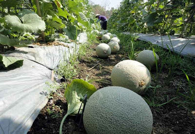 Manfaat Buah Melon Bagi Kesehatan yang Harus Anda Ketahui