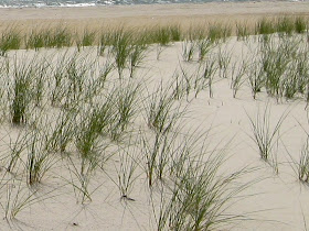 Image "Dune Grass at Assateague" - Copyright K. R. Smith 2013 - may be used with attribution