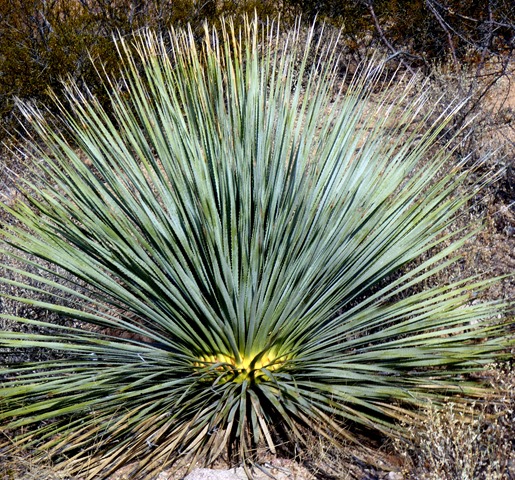 P1180248