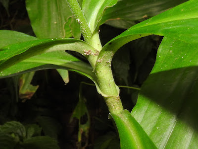 The leaf sheath of Japanese Pollia