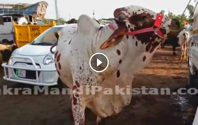 Cow Mandi 2014 Baba Ji Selling Bull for Eid 2014 2014 cows, Cow Mandi 2014 Baba Ji Selling Bull for Eid 2014,shah cattle farm 2014 facebook, shah cattle farm 2014 pics, shah cattle farm 2014 cows, Shah Cattle Farm 