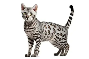 8 Surprising Benefits of Keeping a Silver Bengal Cat
