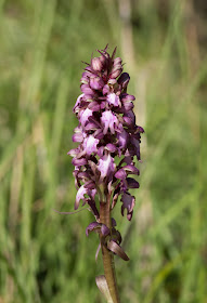 Giant Orchid - S’Albufera Natural Park, Mallorca