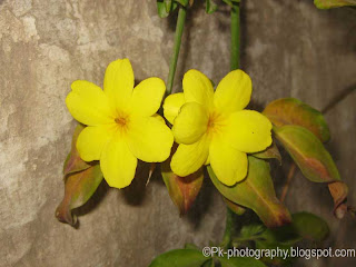 Winter Jasmine