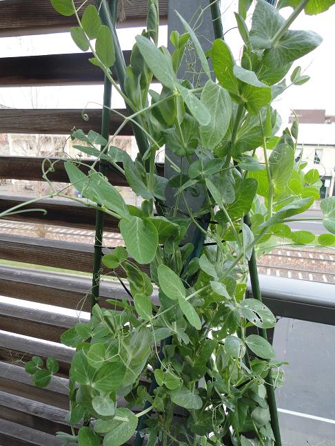 totally inept balcony gardener: July 2010