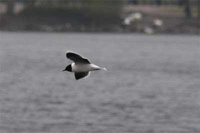 little gull in flight