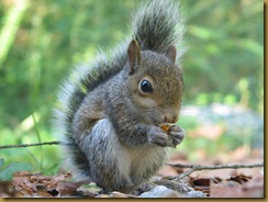squirrel