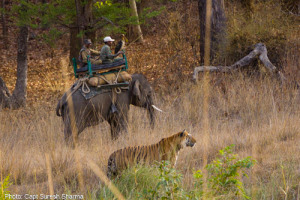 Tiger Show at Bandhavgarh