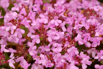 Hairy Thyme Thymus praecox