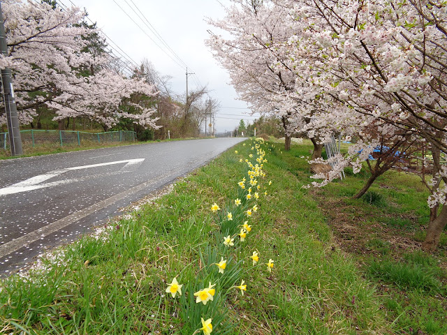 藍野公民館の隣の桜公園のソメイヨシノ桜