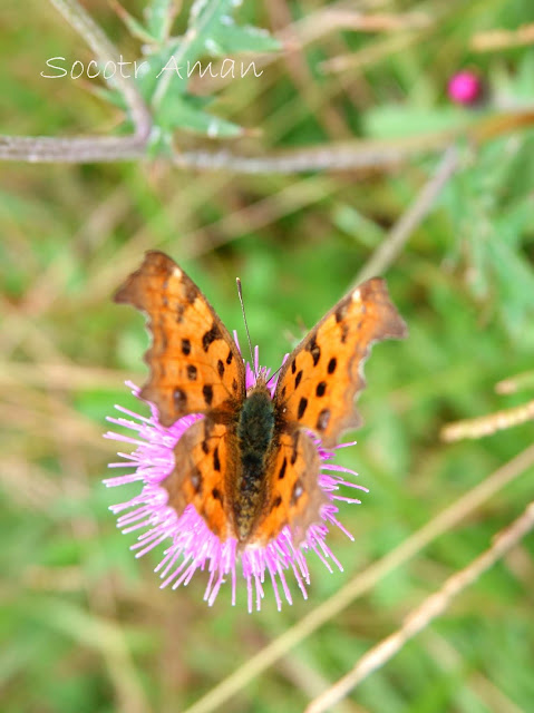 Polygonia c-aureum