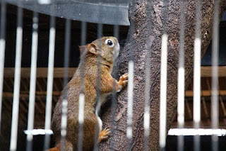 American Red Squirrel