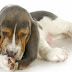 Is Your Dog Suffering from Skin Allergies?