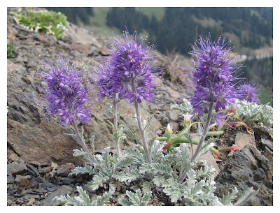 Hurricane Ridge Flower