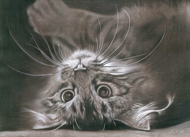 Beautiful Realistic Cat Drawings To Inspire You Artnote