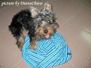 Silky-terrier