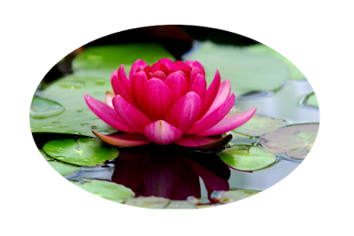 daleyoga simbología de la flor de loto padma