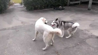 Great Pyrenees Husky Mix Temperament, Size, Lifespan, Adoption, Price