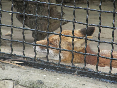 vulpe zoo Chișinău