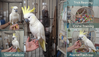 Top 5 Important Cockatoo Bird Training Tips for Beginners