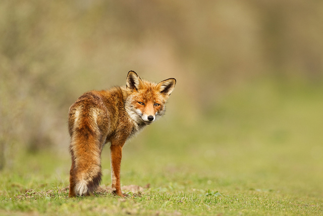 Animal Photography by Hennie van Heerden Seen On www.coolpicturegallery.us