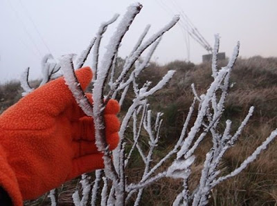 A bela foto mostra a mão de uma pessoa com luvas vermelhas segurando galhos secos de árvores congeladas no Sul do Brasil.