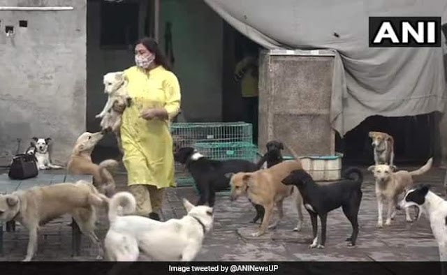 @11:15am/news circuit ⭕/ एक महिला40 साल से बेसहारा कुत्तों की कर रही हैं देखभाल..