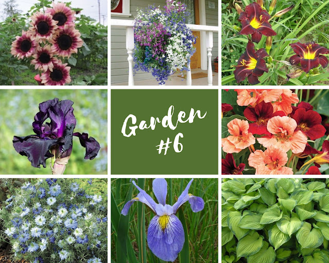 Rock-n-Zen Garden Plot #6 plants identification.