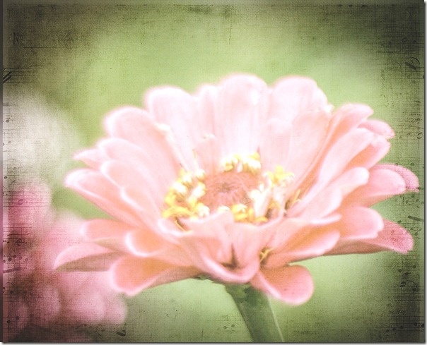 pink zinnia with textures