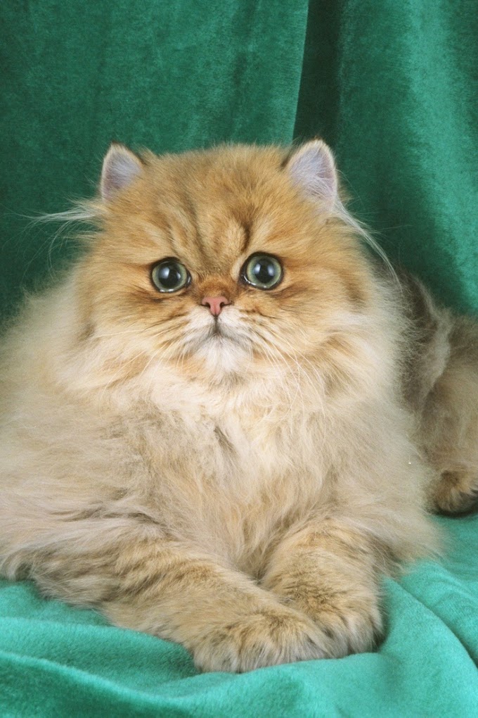 Persian Cat Common Ways Death