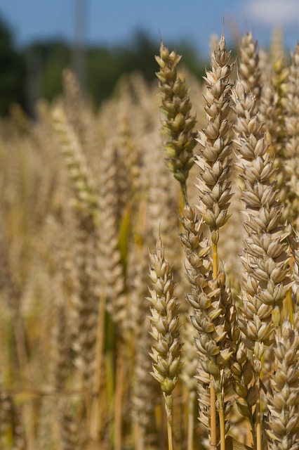 Wheat Stalks