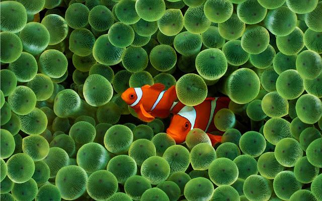 Clown fishes