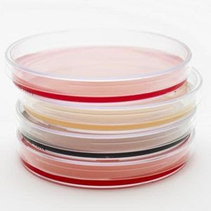 pembuatan media agar nutrient (nutrient agar) dan nutrient