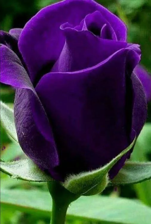 রক্তবেগুনী গোলাপ ফুলের ছবি - Picture of purple rose flower - গোলাপ ফুলের ছবি ডাউনলোড - বিভিন্ন রঙের গোলাপ ফুলের ছবি ডাউনলোড - rose flower - NeotericIT.com