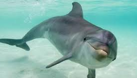  Ciri Ciri Lumba Lumba  Dolphin Dan 21 Jenisnya Ikan Hias 