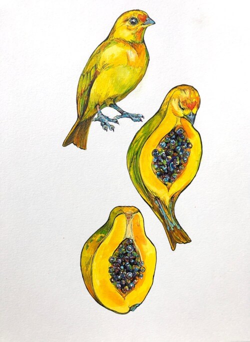 04-Bird-into-papaya-Ink-Drawings-Noel-Badges-Pugh-www-designstack-co