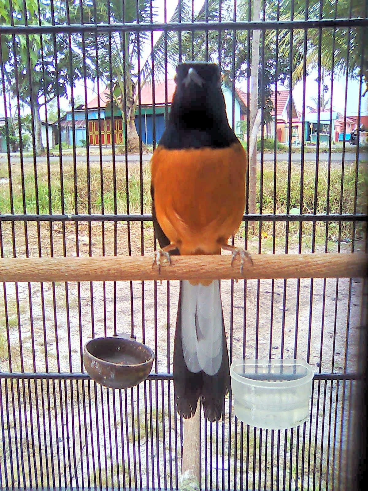 BURUNG MURAI CIRI KHAS  JENIS BURUNG MURAI BATU 