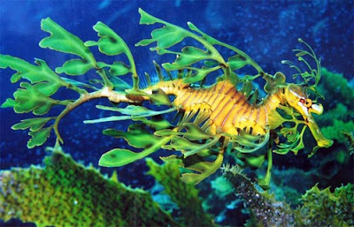 leafy sea dragon 04 ΔΕΙΤΕ: Τα πιο παράξενα πλάσματα που έχουν βρεθεί στην θάλασσα!