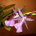 Miltonia ??? Name This Orchid!