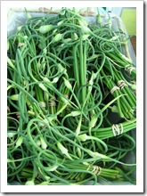 garlic scapes 2