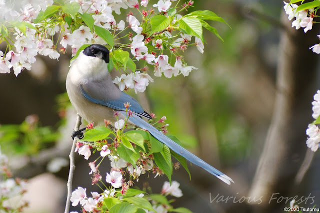 Cherry Blossoms and azure-winged magpie