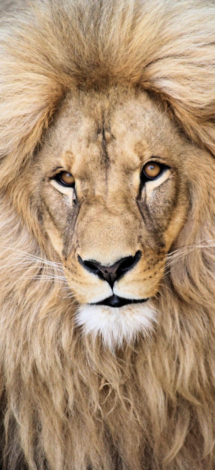 Portrait face of a lion.