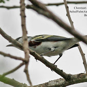 Sabal Palm migrating warblers